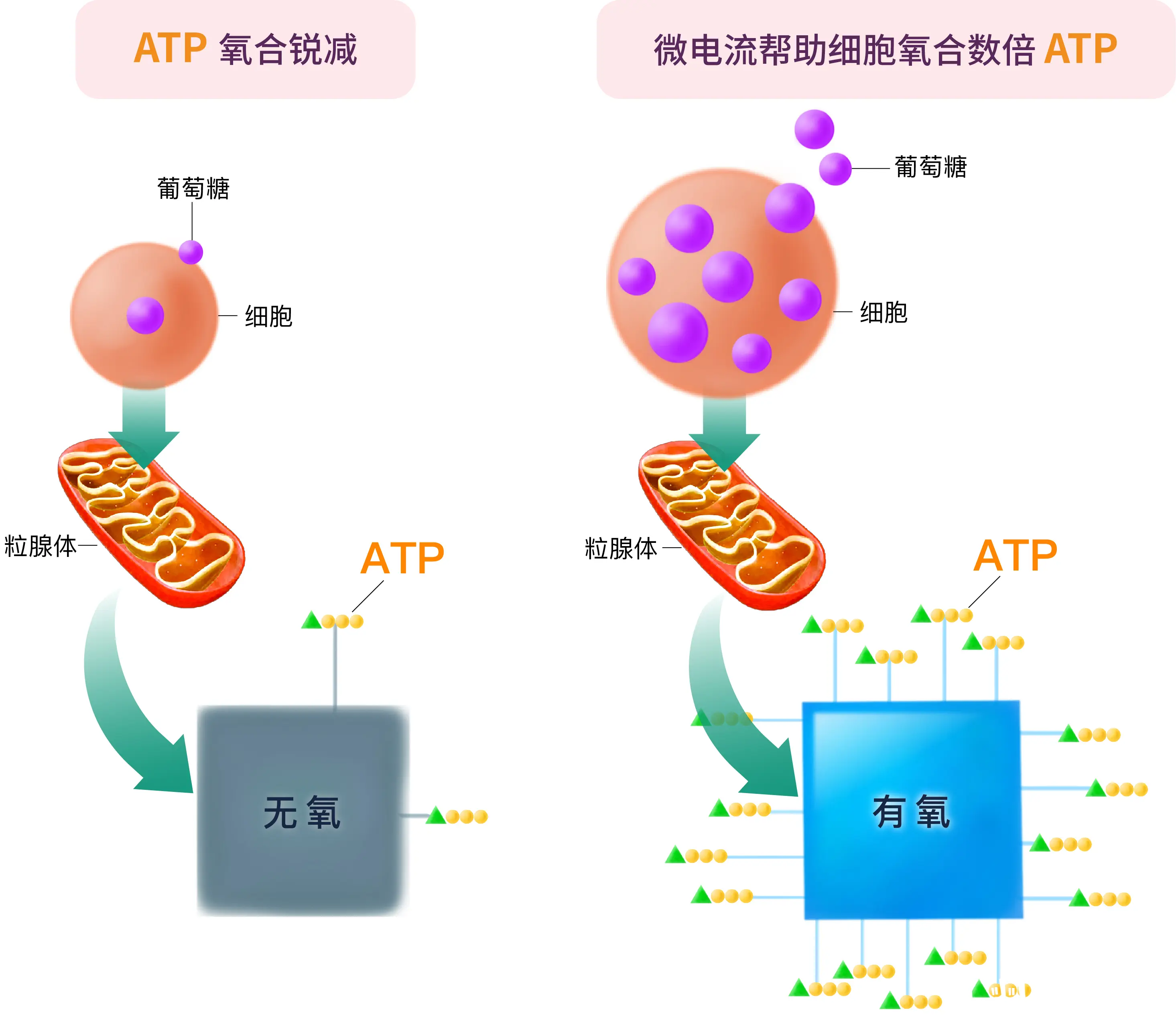 腺苷三磷酸片图片