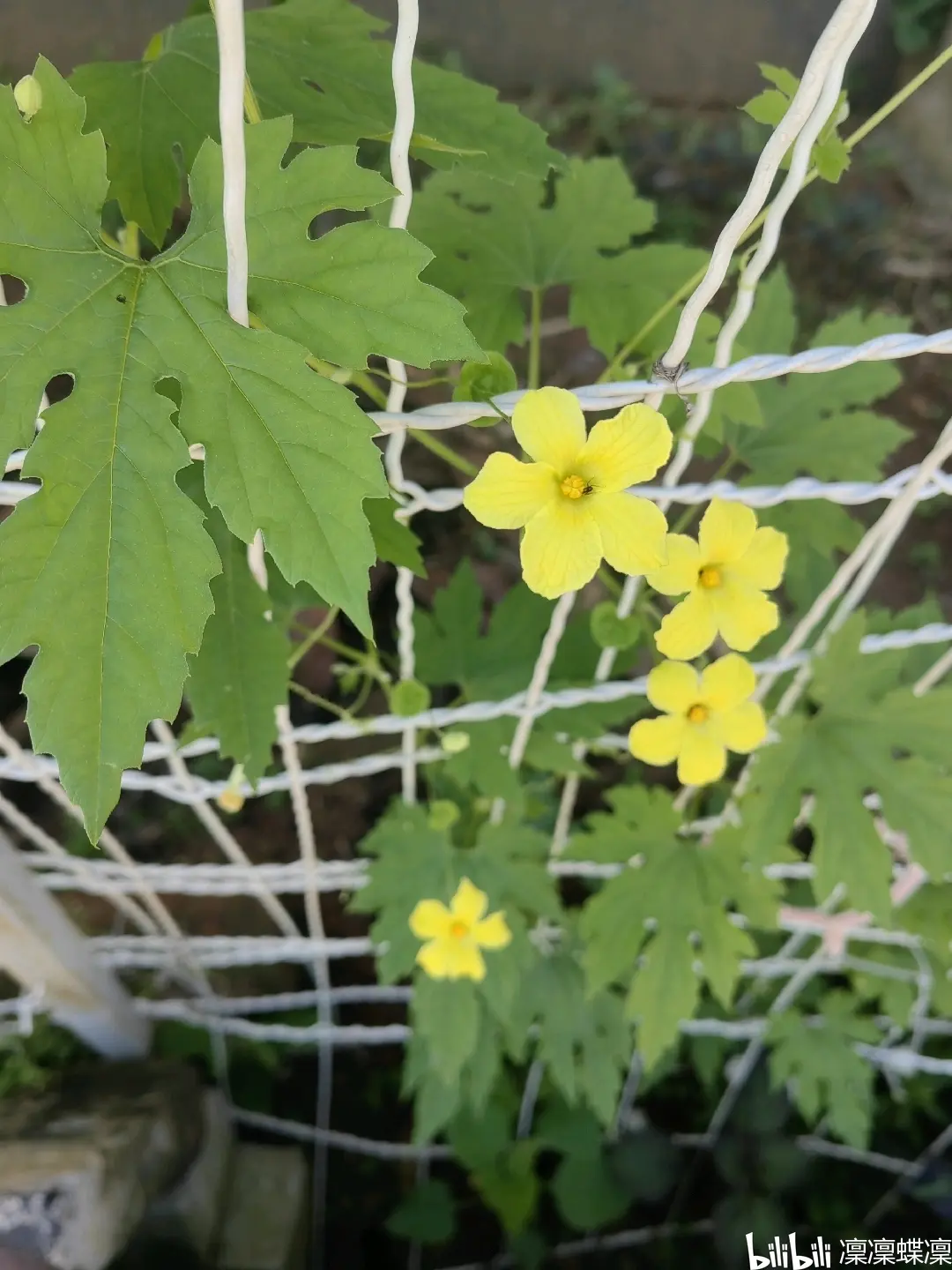 金铃子成长日记