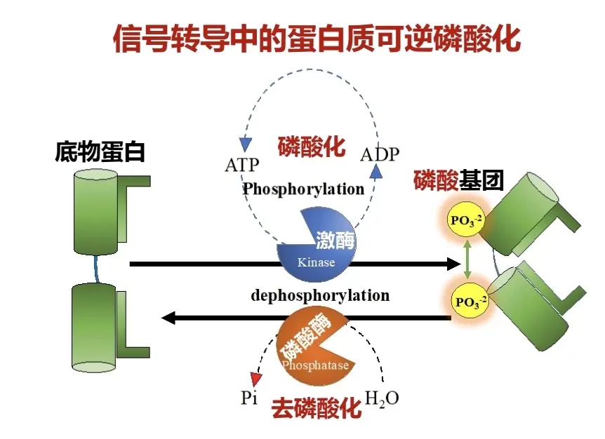 chapter7细胞信号转导