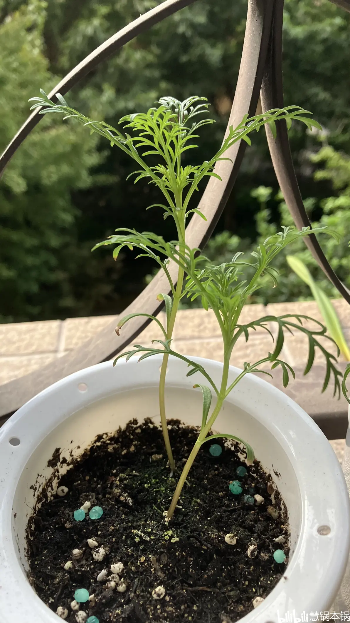 波斯菊(更新中)