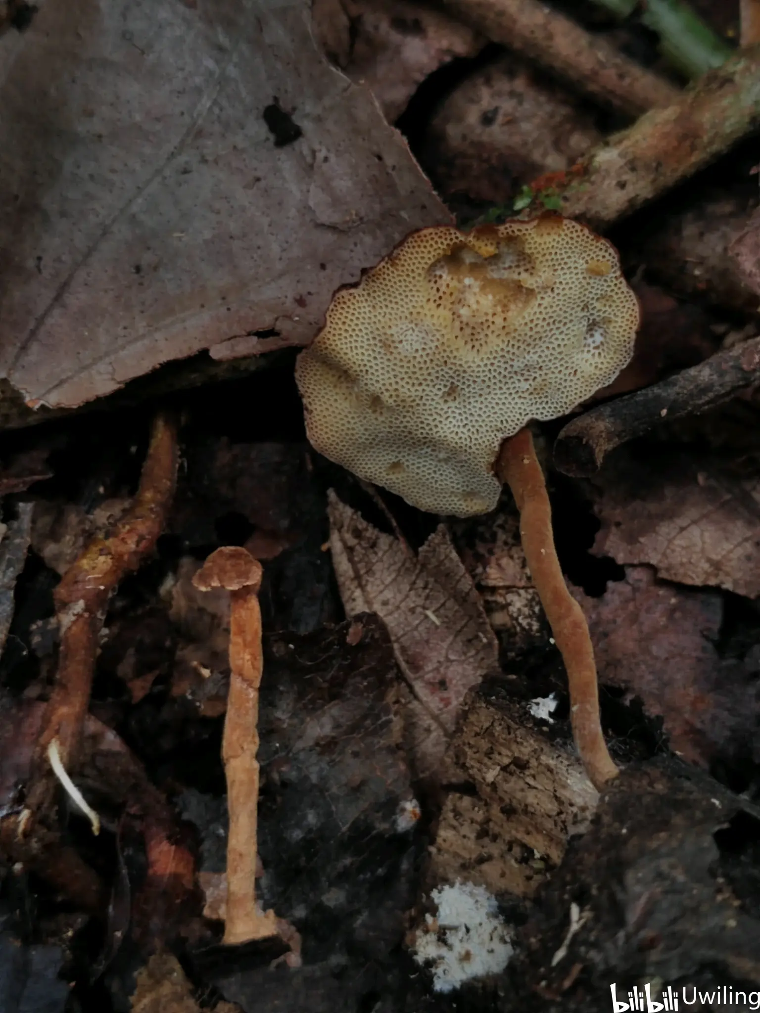 东帝汶大型蕈菌集锦1