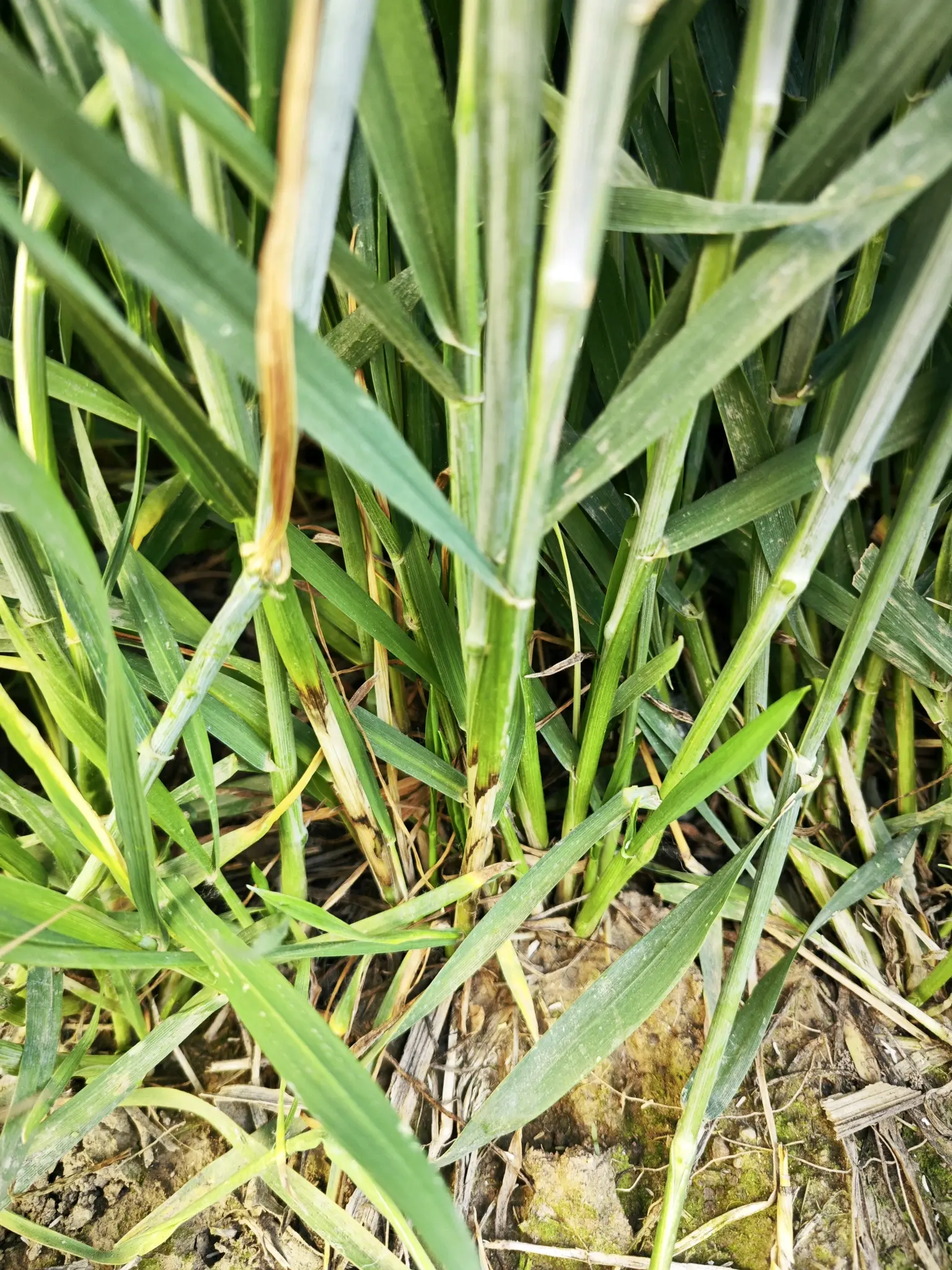 小麦纹枯病病症