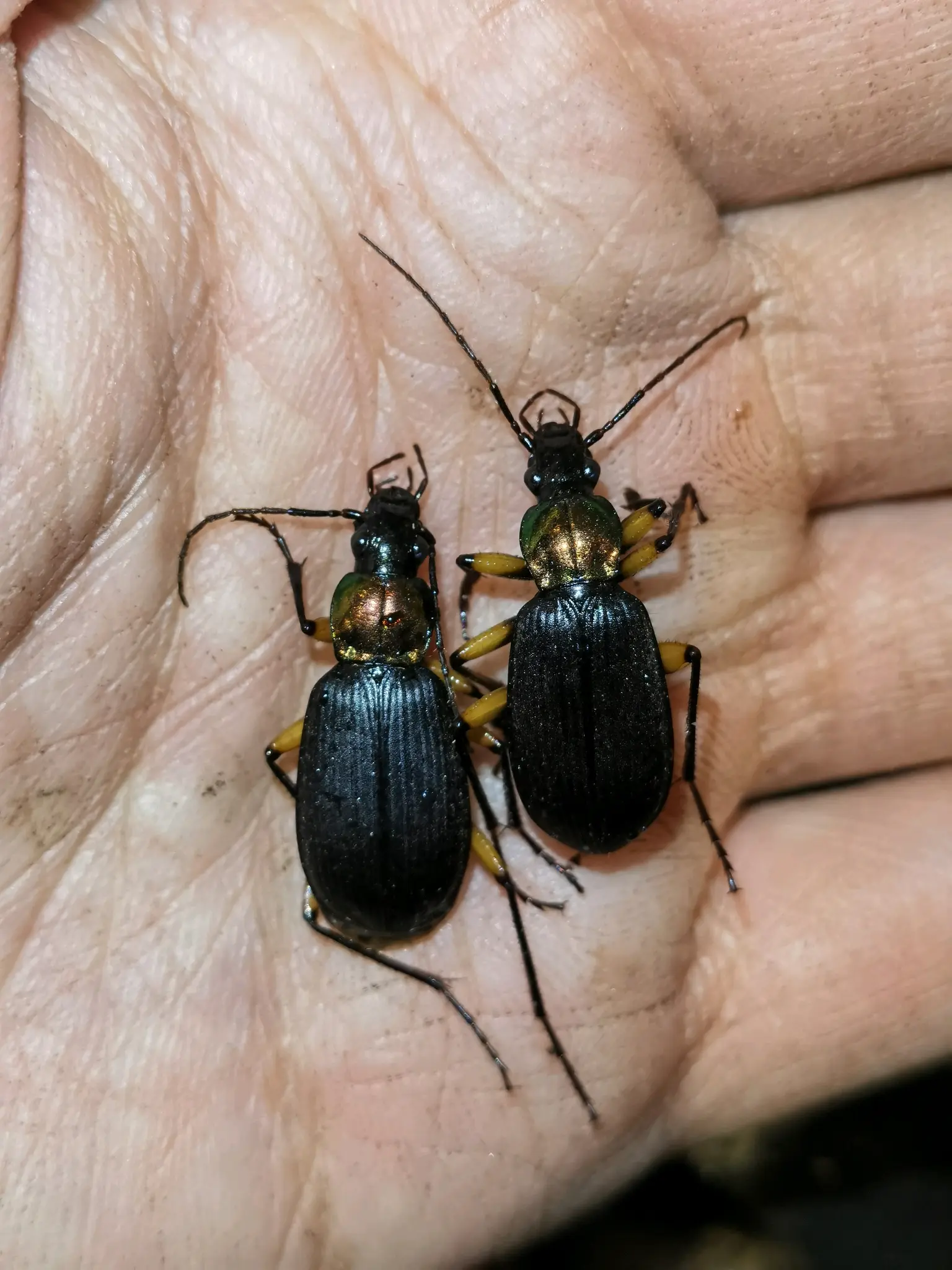 怒江步甲科昆虫