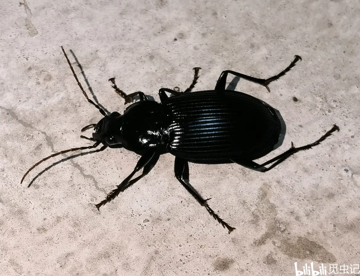 角唇步甲euschizomerus sp只见过一次的小东西,但是外观还是很有特色