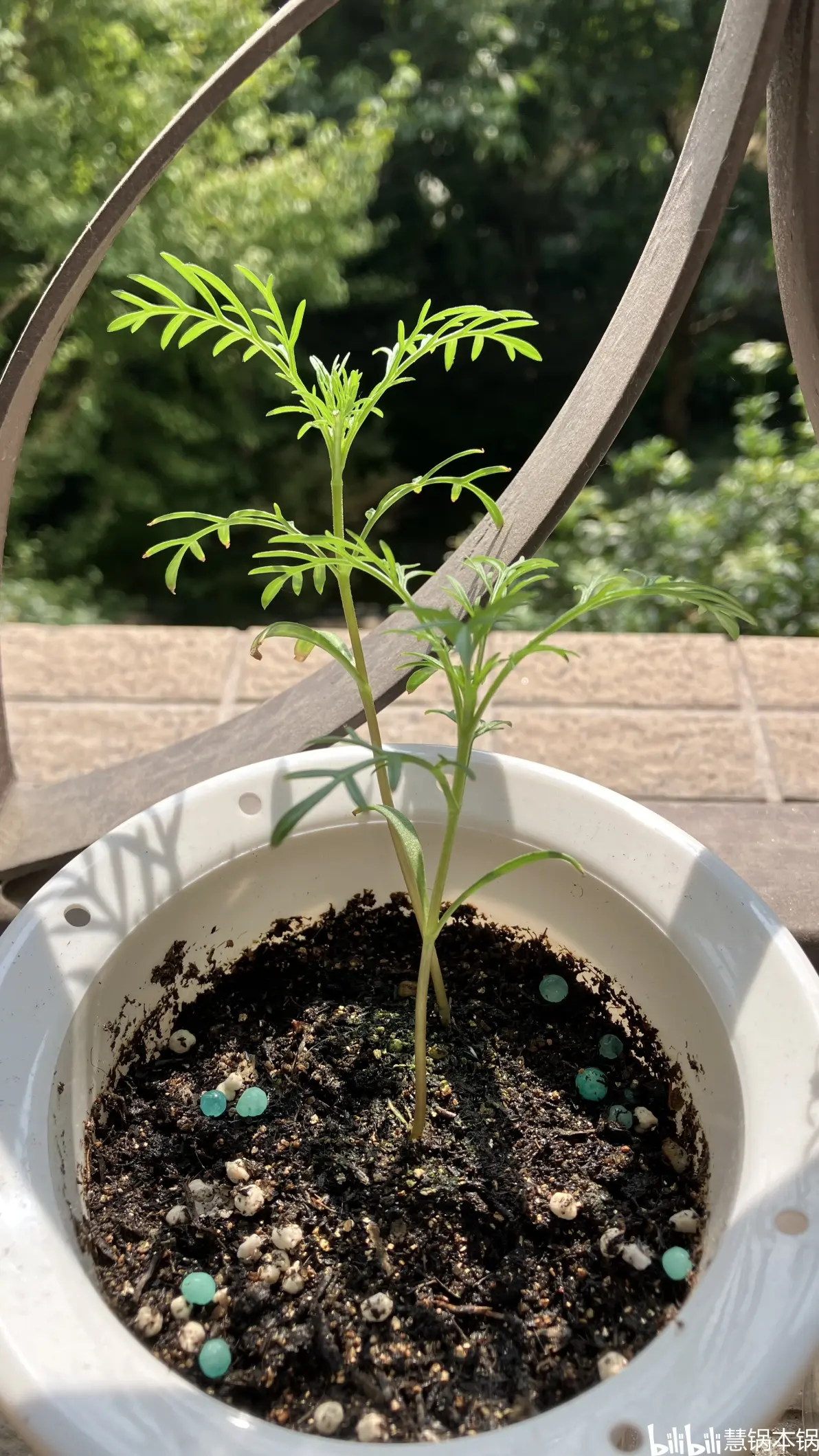 波斯菊(更新中)