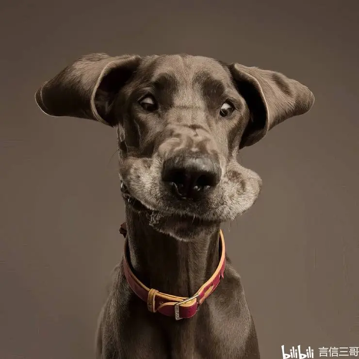 加拿大才华横溢的摄影师为狗拍照 - 哔哩哔哩