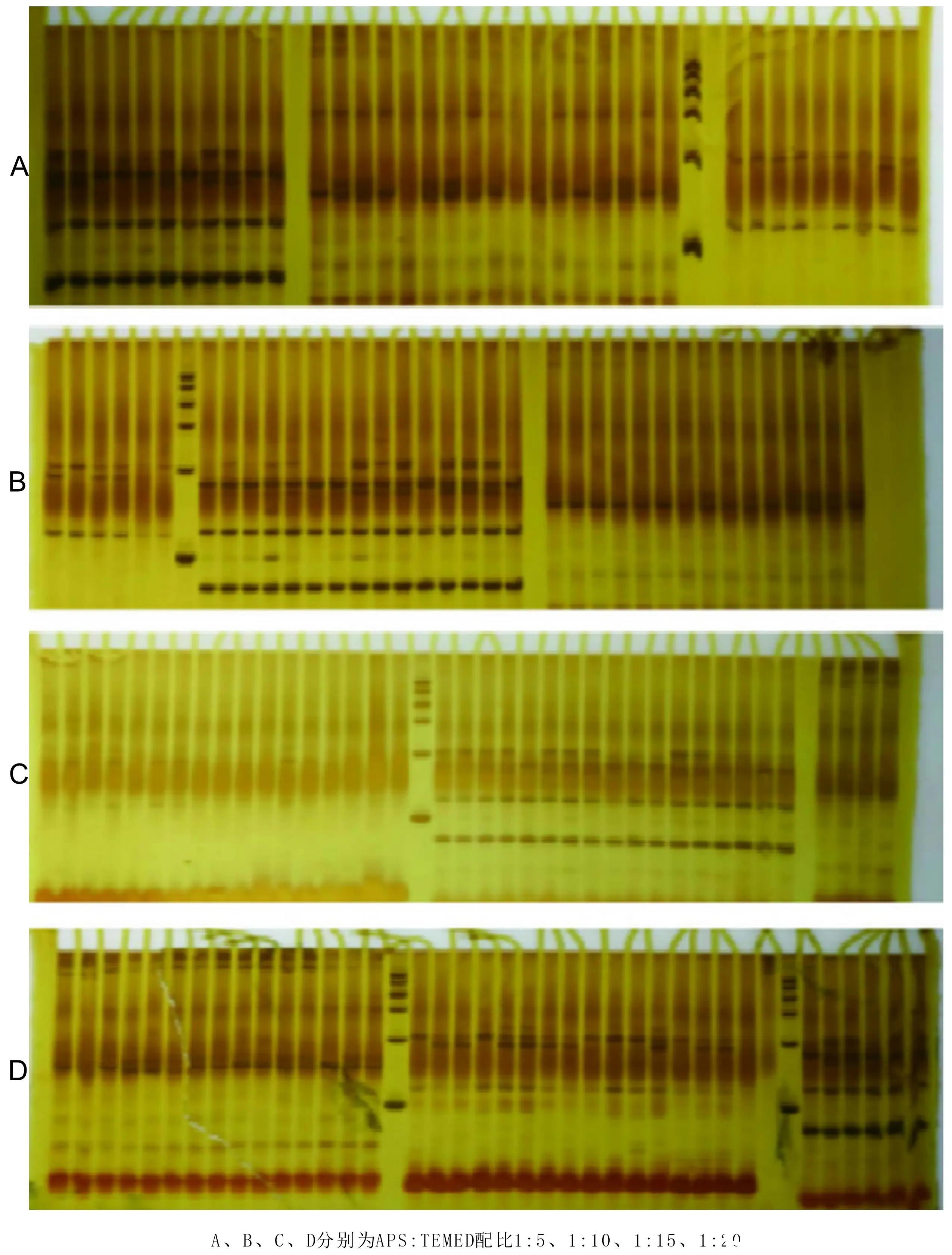 western blot 图片造假图片