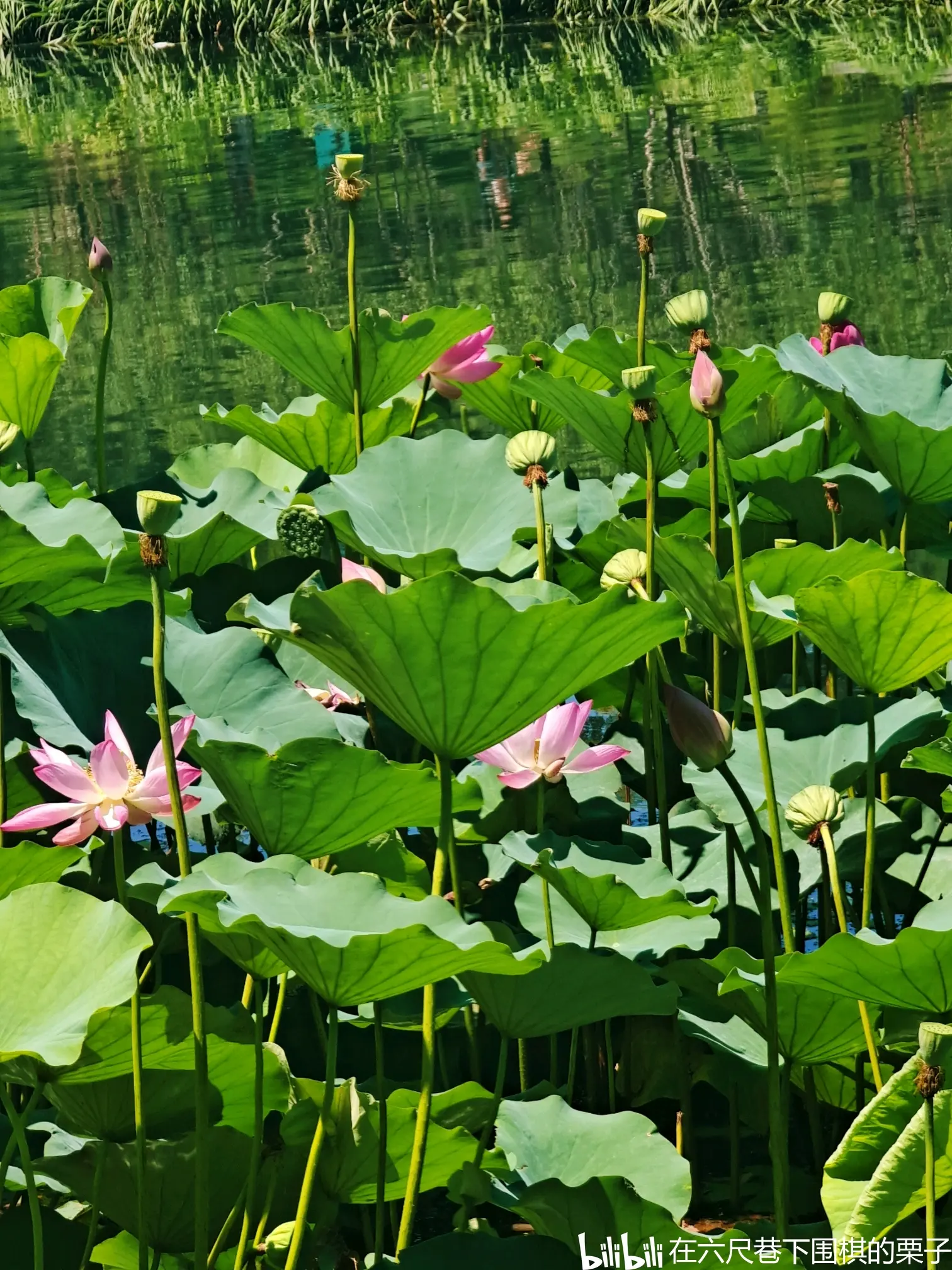 是日正午,骄阳当头,沿河树影婆娑,斜于荷,荇之上,忽明又忽暗
