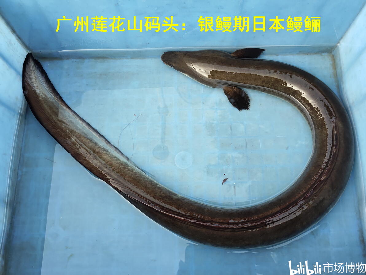 白鳝、风鳝、乌耳鳗——从俗名,进入鳗鲡的神秘生活 - 哔哩哔哩