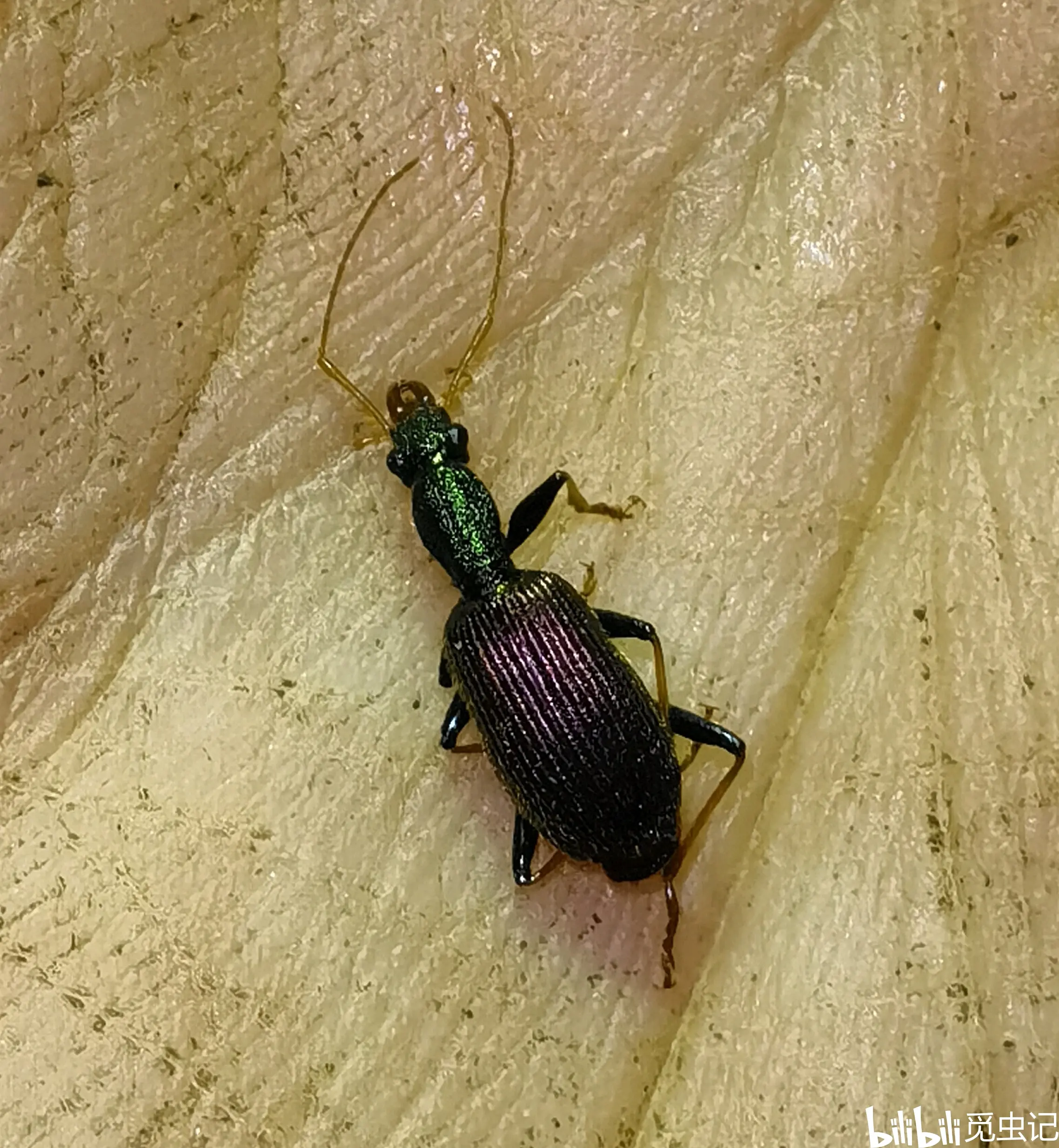 怒江步甲科昆虫