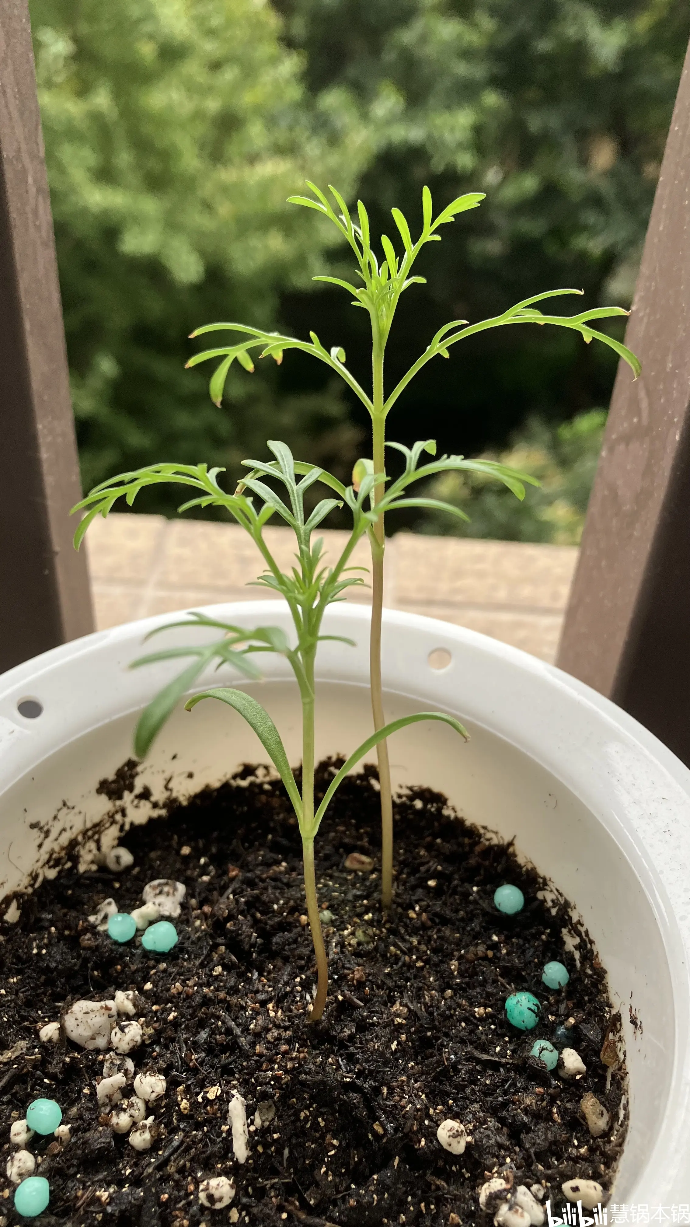 波斯菊(更新中)