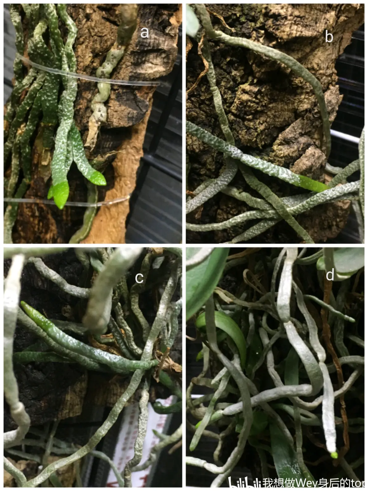 蝴蝶兰phalaenopsis zhanhuoana