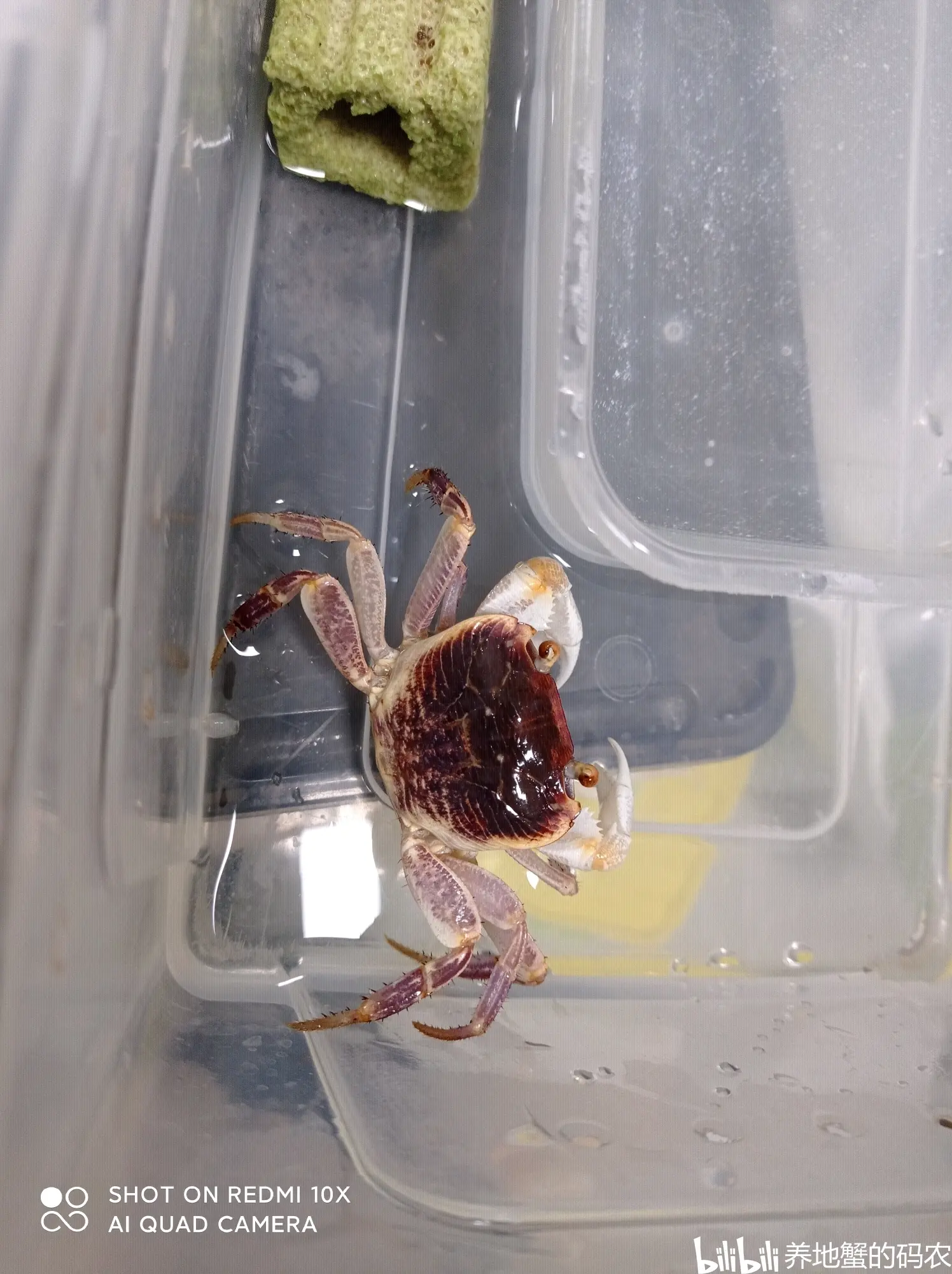 异色格雷陆方蟹与环境 - 哔哩哔哩