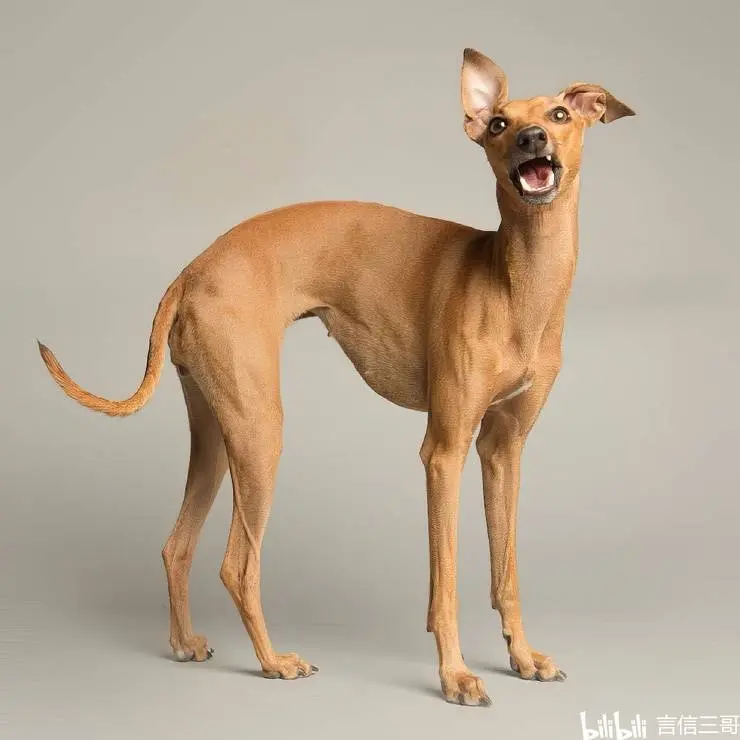 加拿大才华横溢的摄影师为狗拍照 - 哔哩哔哩