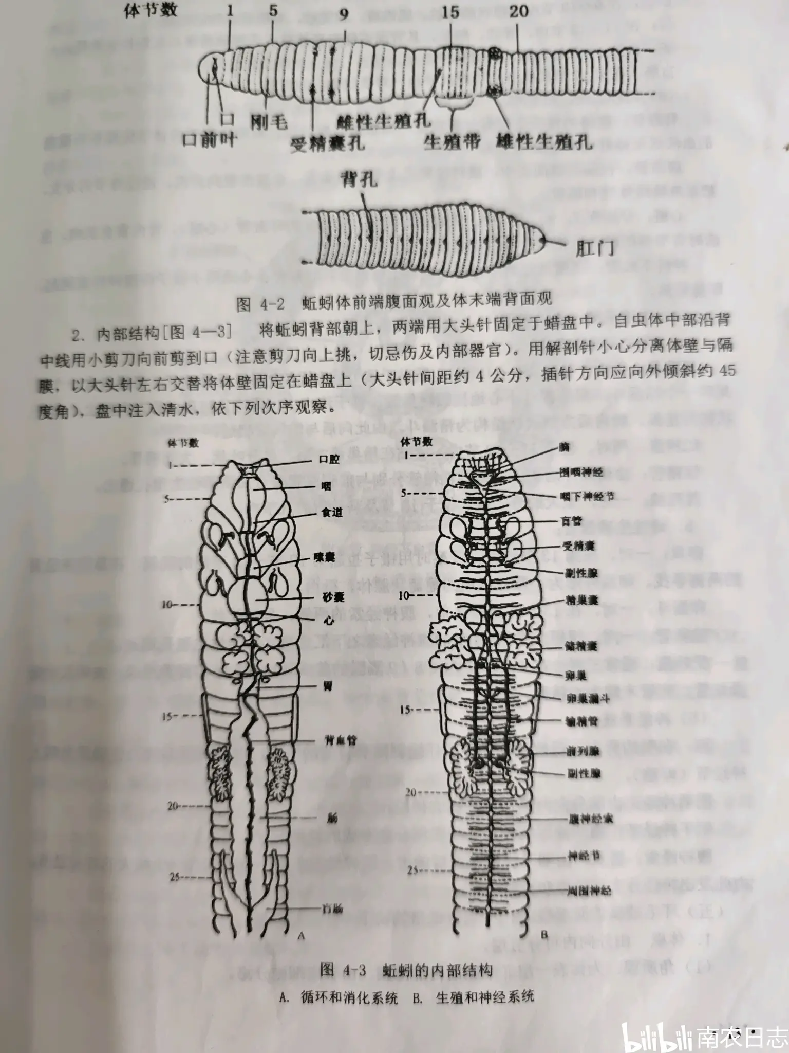 蚯蚓的身体结构图片图片