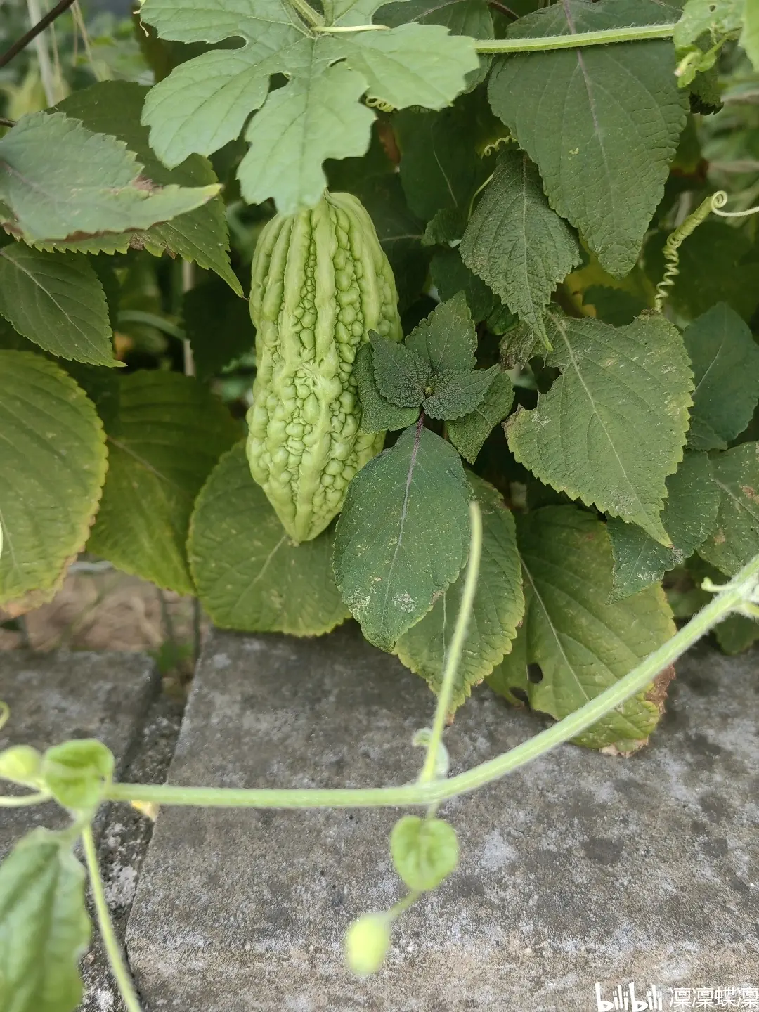 金铃子成长日记