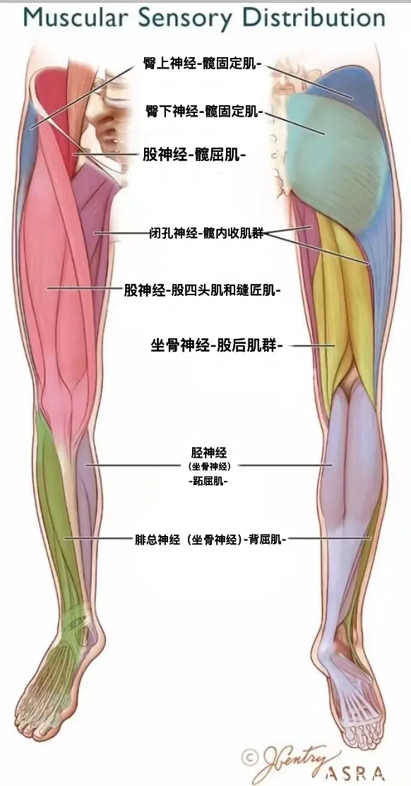 下肢肌肉神经支配图片