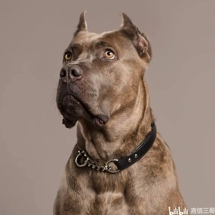 加拿大才华横溢的摄影师为狗拍照 - 哔哩哔哩