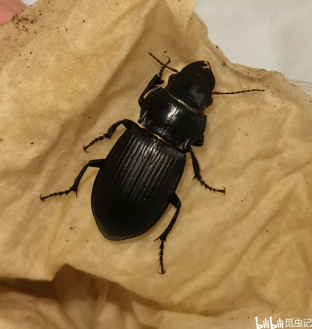 山东龙口步甲记录4