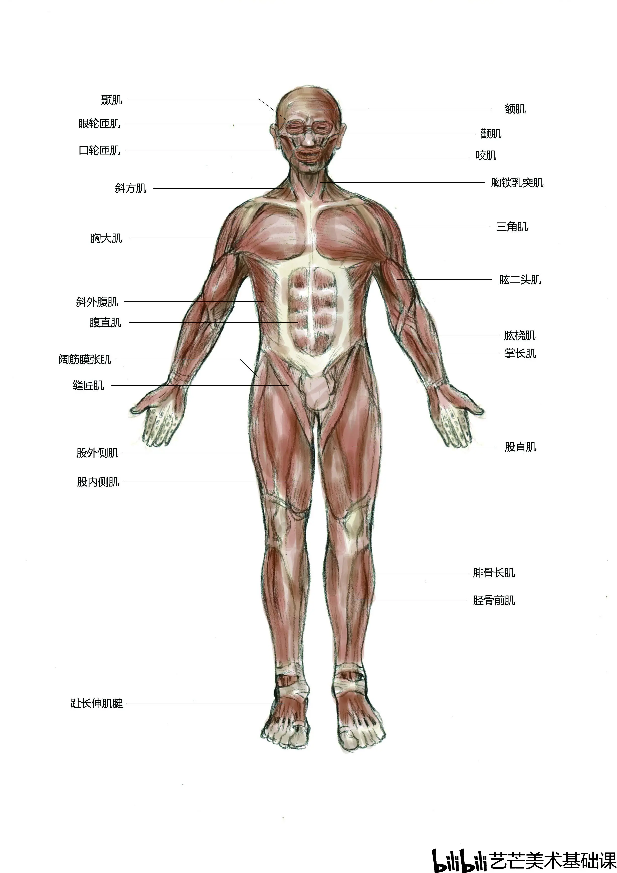 男女骨骼差异图肌肉图片