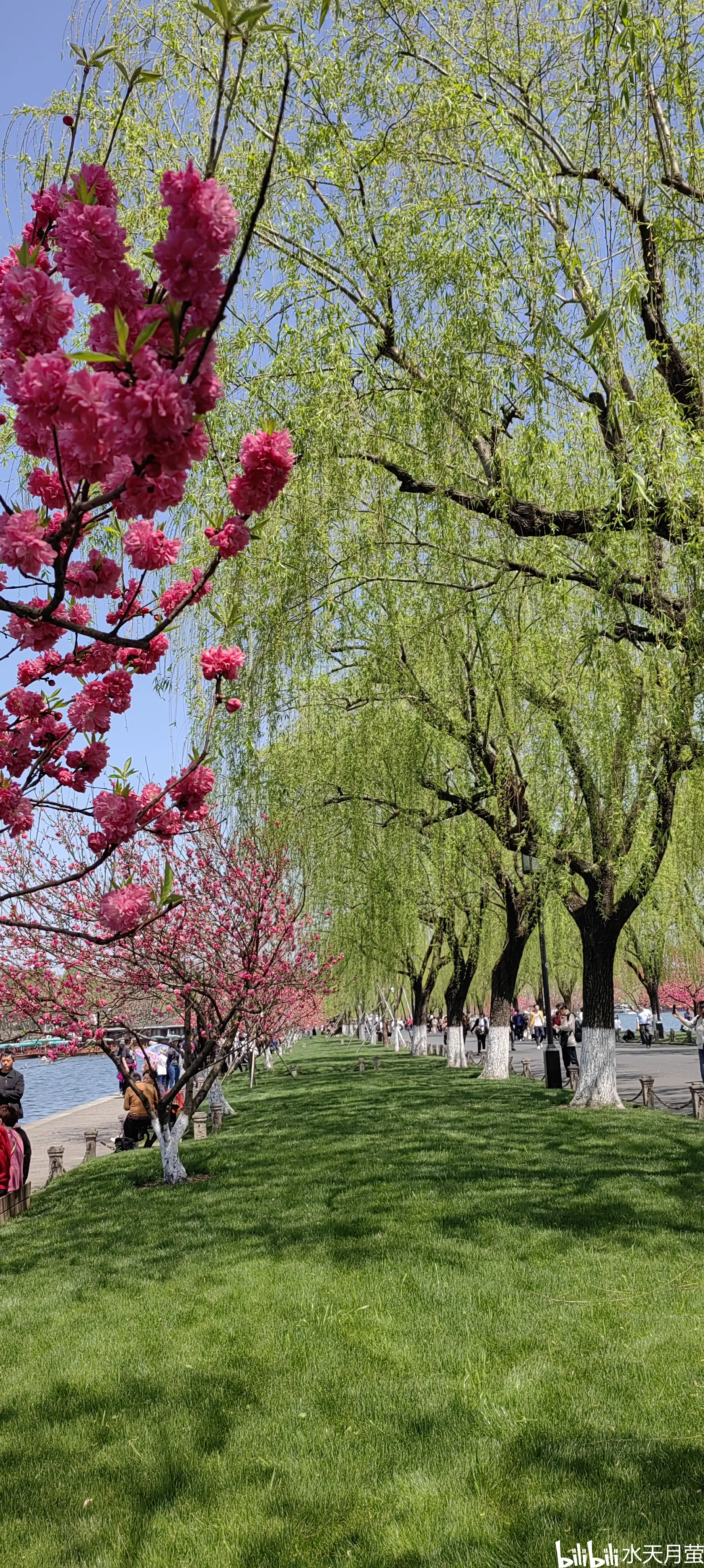 春天白居易迷醉于杭州西湖白堤的花柳间