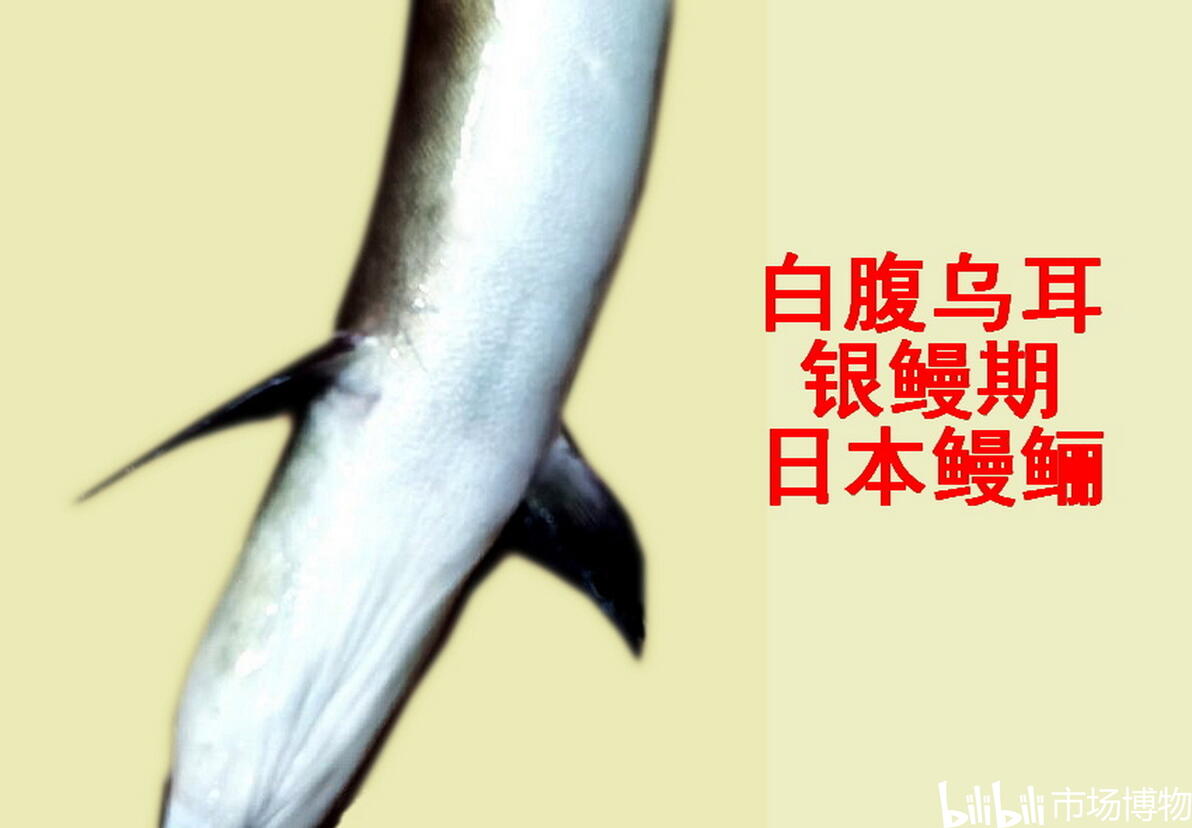 白鳝、风鳝、乌耳鳗——从俗名,进入鳗鲡的神秘生活 - 哔哩哔哩