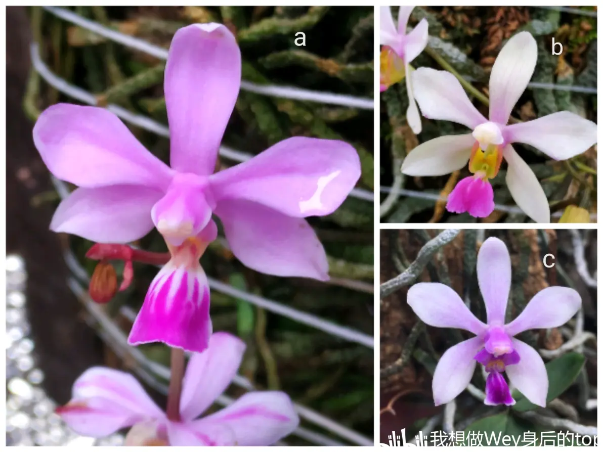 蝴蝶兰phalaenopsis zhanhuoana