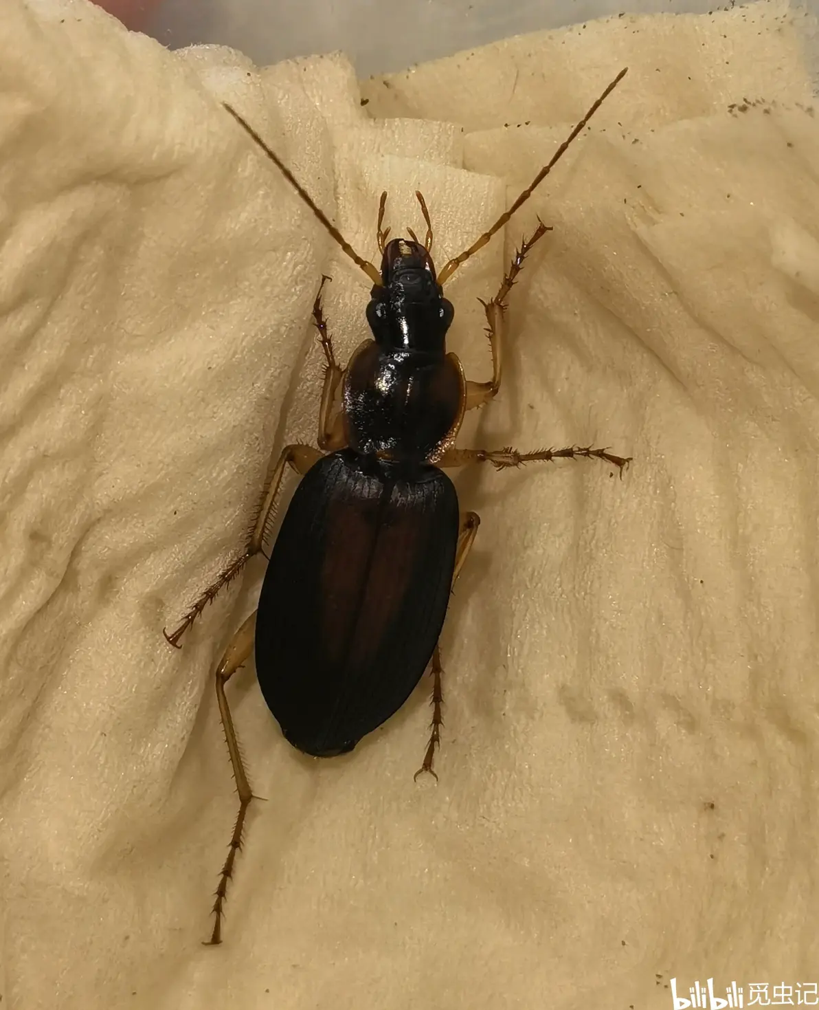 山东龙口步甲记录4