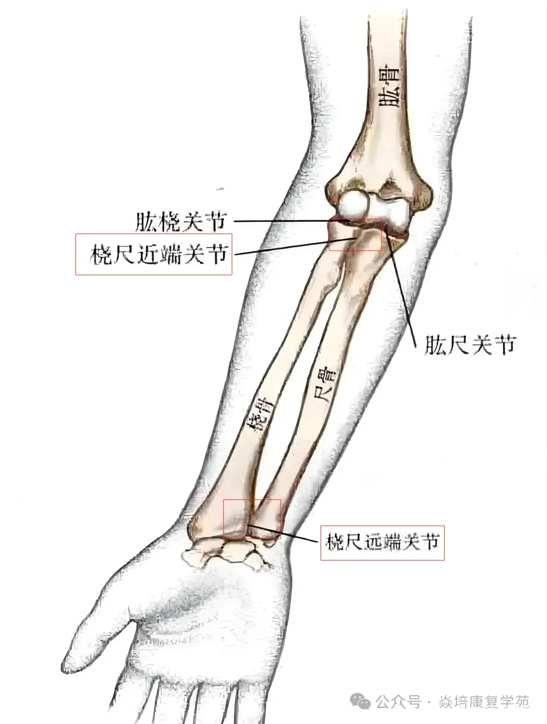 • 车轴关节 :关节头呈圆柱状,如桡尺近侧和远侧关节,运动环节绕
