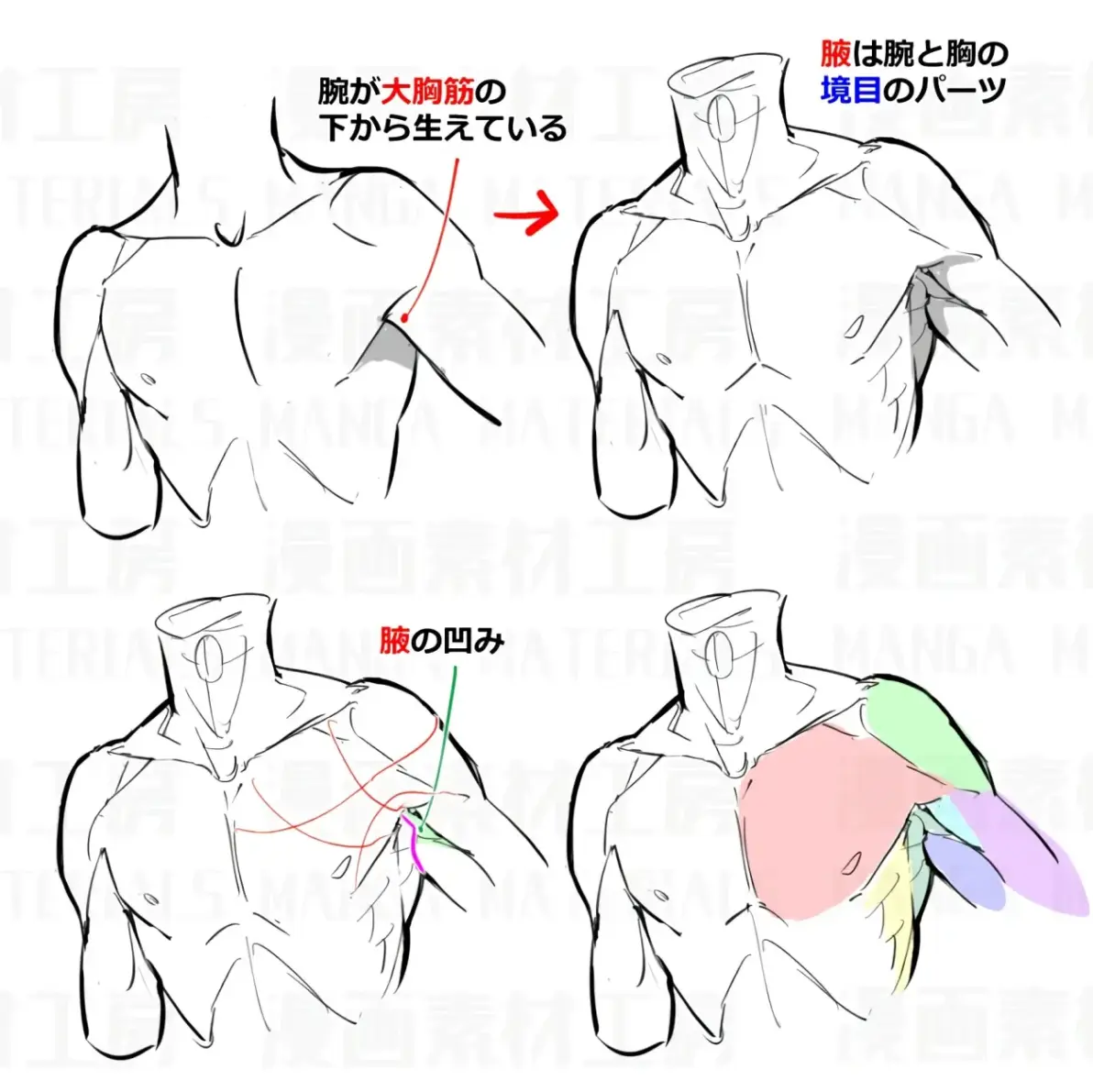 "人体教程"必备素材,珍藏多年的人体胸部结构教程,速度码