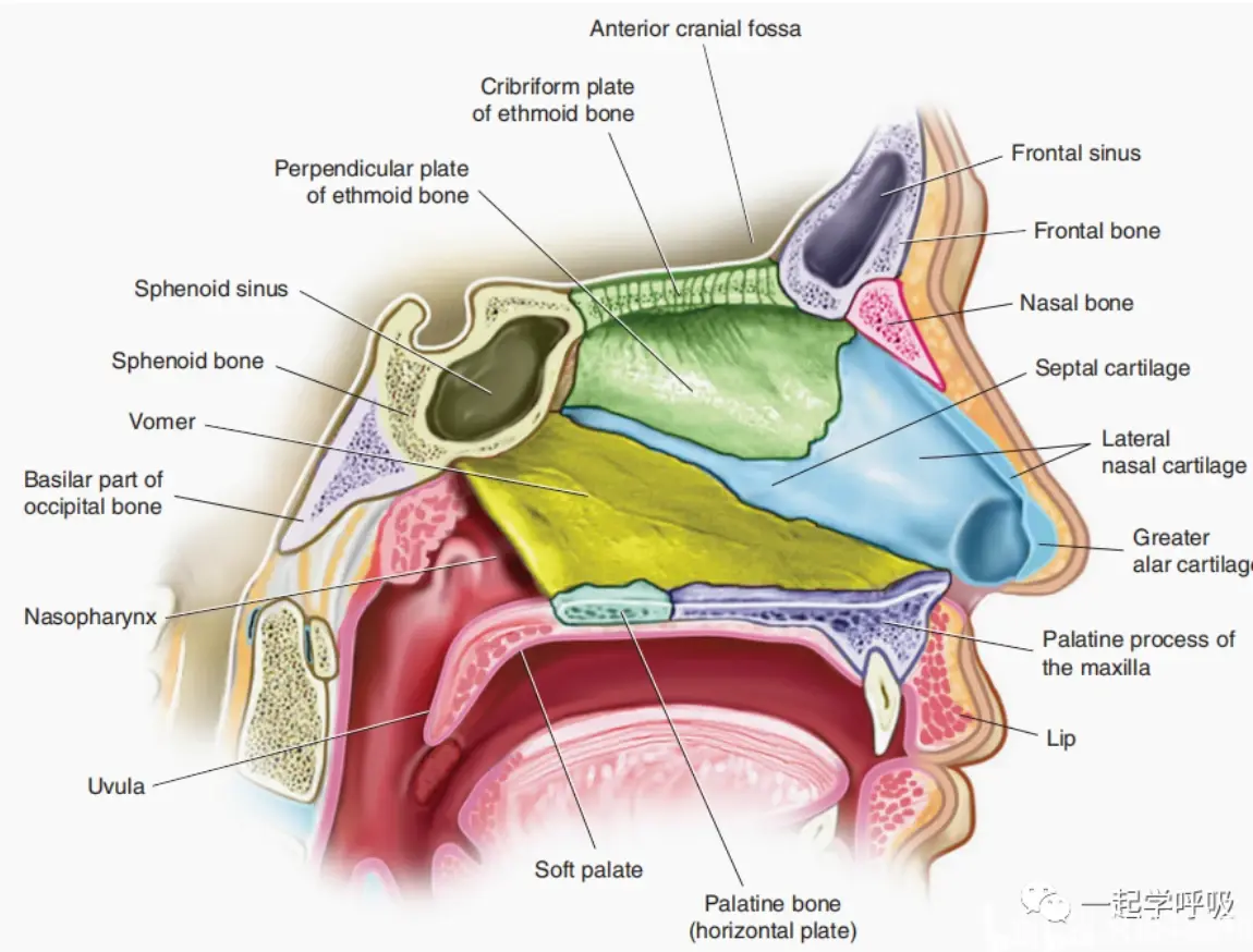 【上呼吸道】你了解鼻子吗?