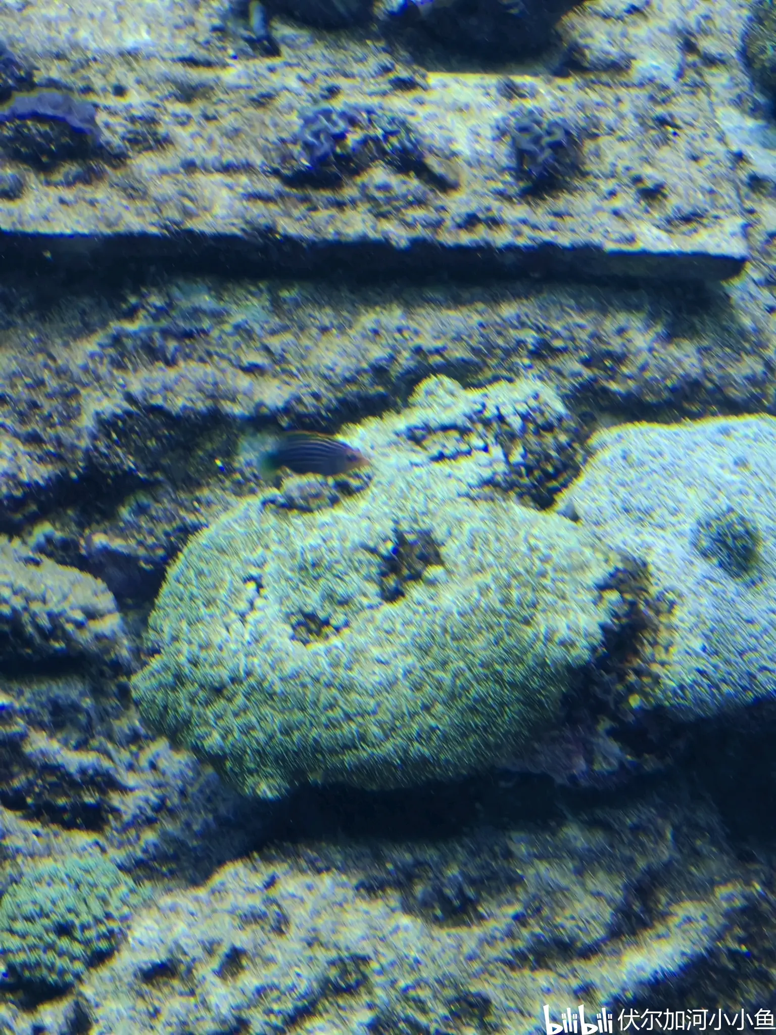 对面的展缸,养了很多裸胸鳝