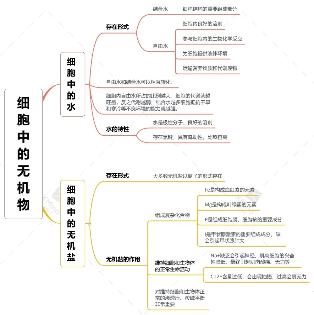 思维导图 必修一 第二章 组成细胞的分子