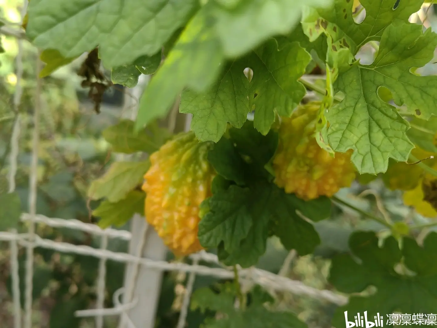 金铃子成长日记