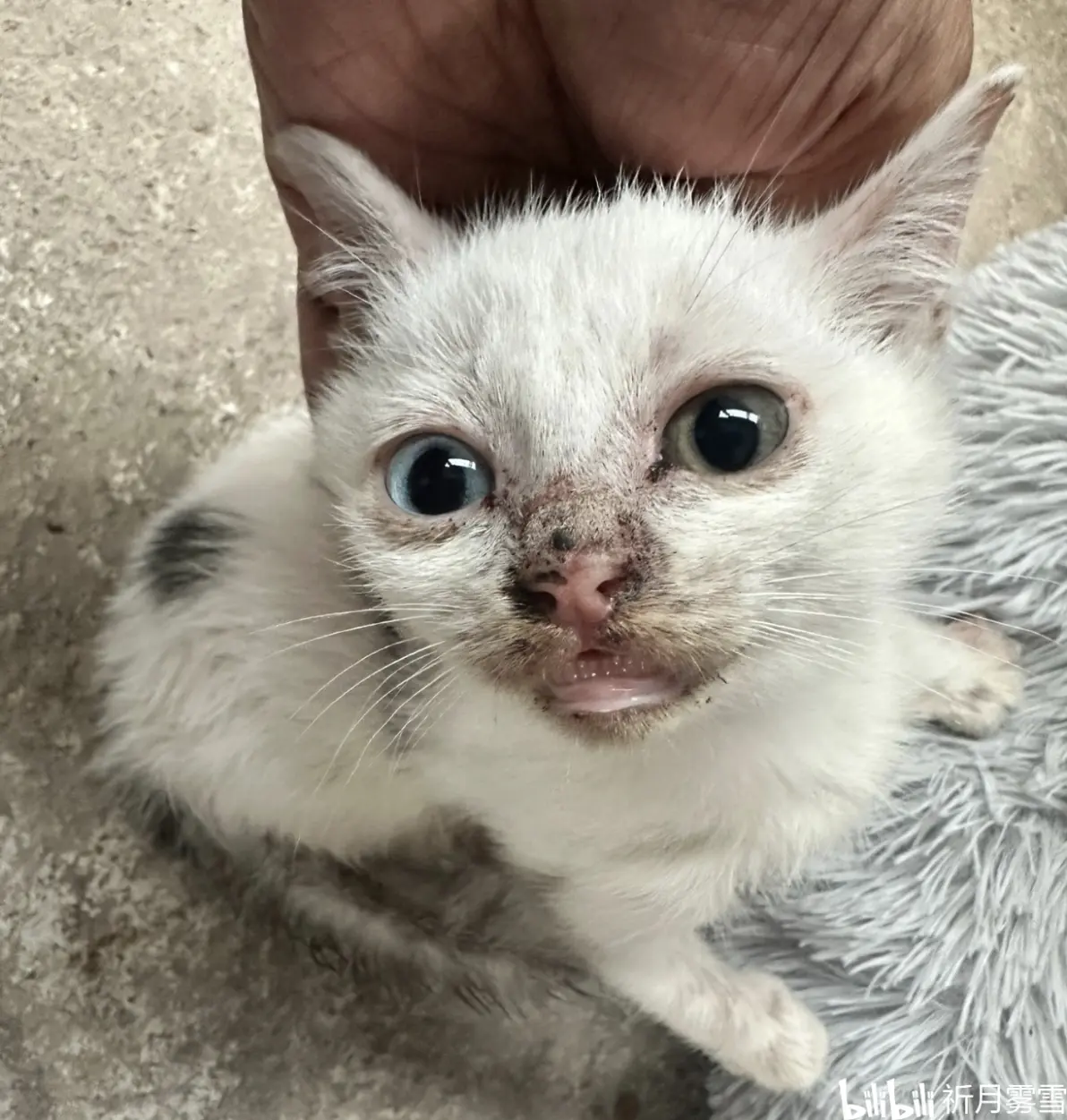 记录收养的奶猫治愈猫癣的过程