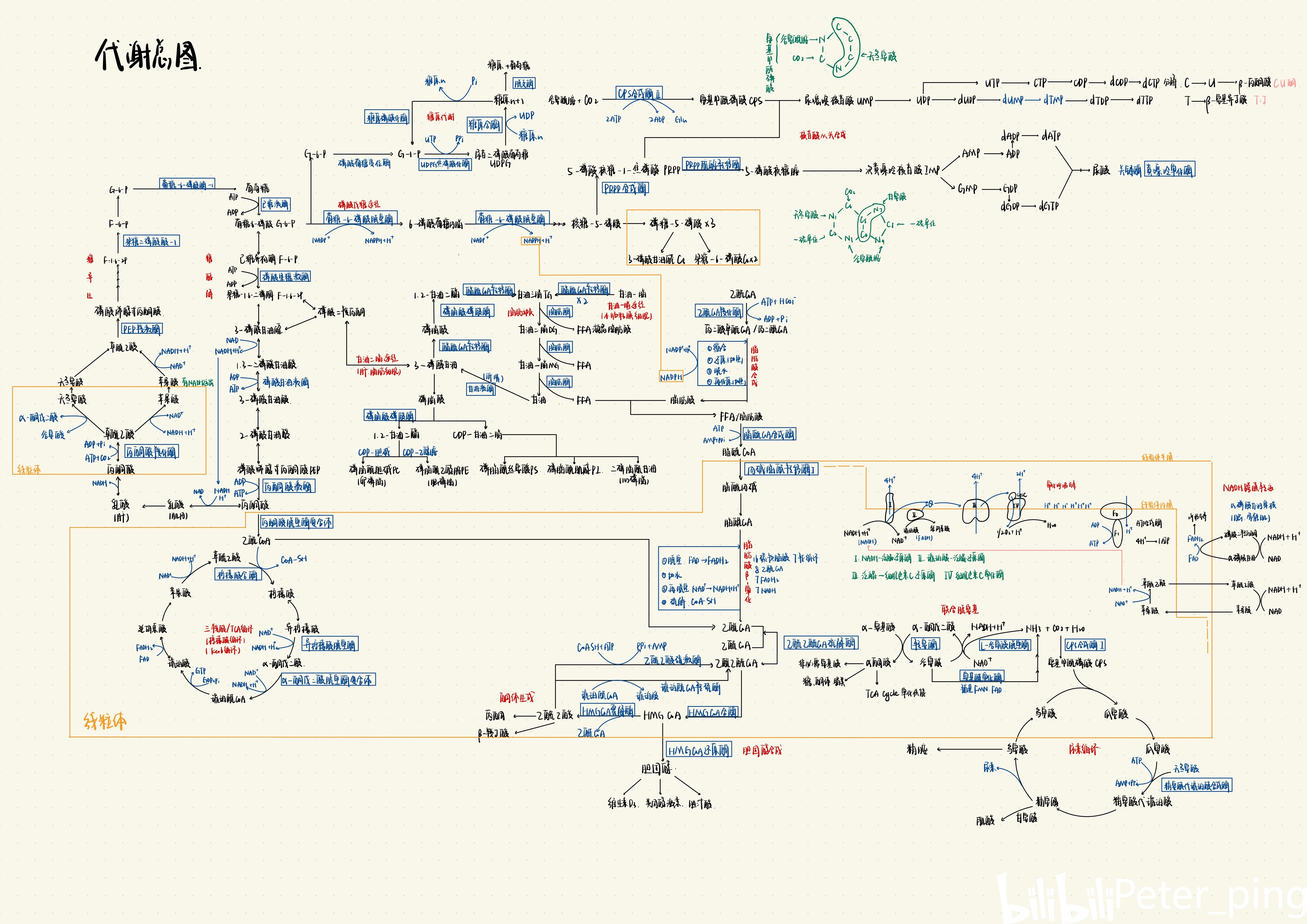 【生物化学】生化代谢总图 - 哔哩哔哩