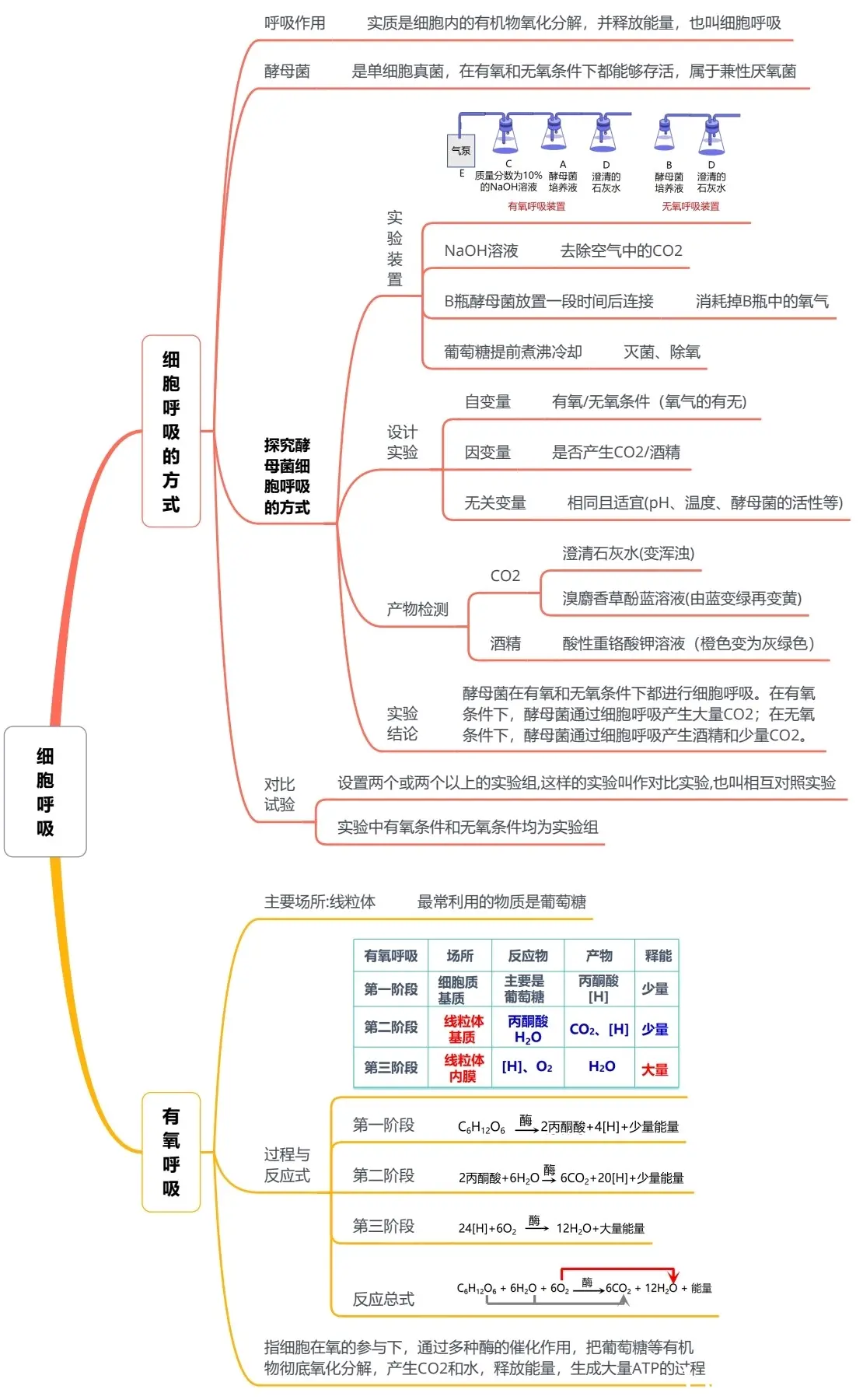 高考生物细胞代谢专项突破（光合作用/呼吸作用）
