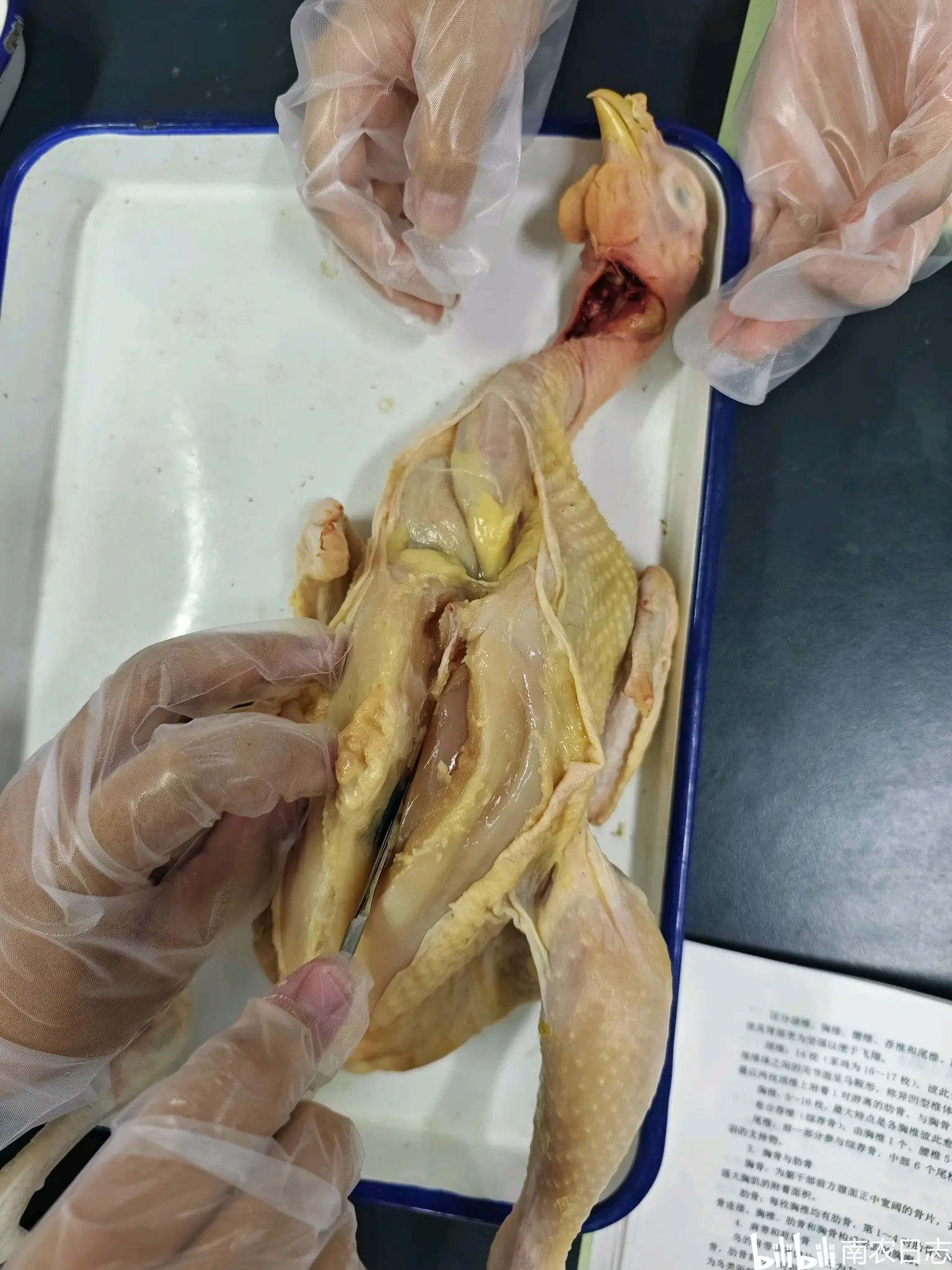 鸟类(鸡),哺乳类(家兔)的解剖