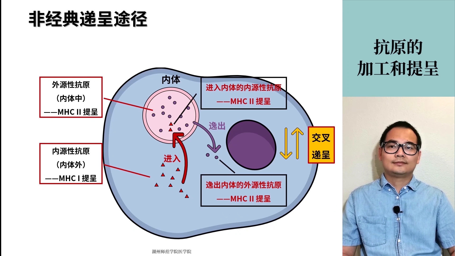 医学免疫学 第十一章_01 抗原的加工和提呈 - 哔哩哔哩