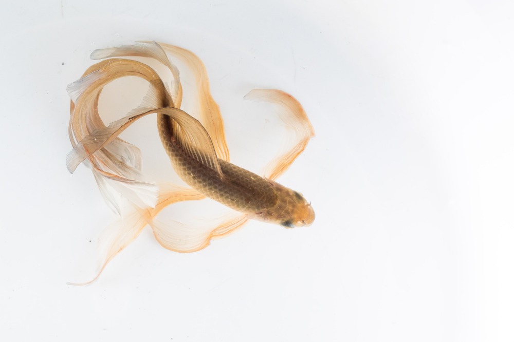 墨田水族馆饲养的铁鱼 - 哔哩哔哩