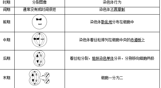 染色體複製,成為初級精母細胞,此時的染色體呈染色質絲的狀態