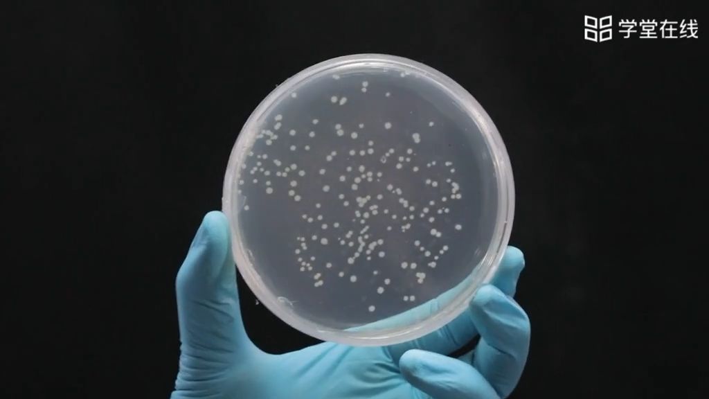 大肠杆菌感受态细胞的制备,质粒的转化及质粒dna的提取 - 哔哩哔哩