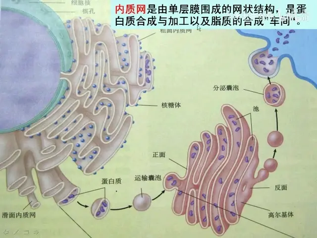 画出中心体和纺锤体图片