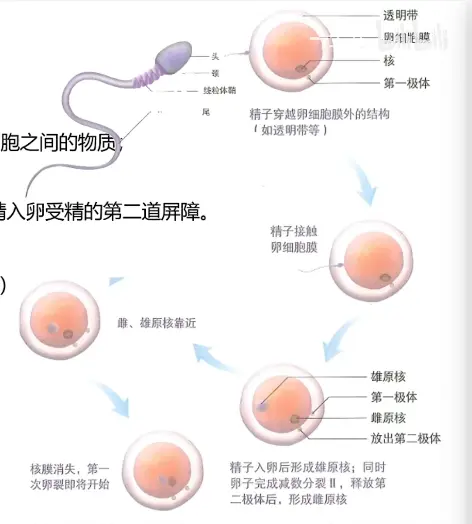 雄蕊的发育过程图解图片