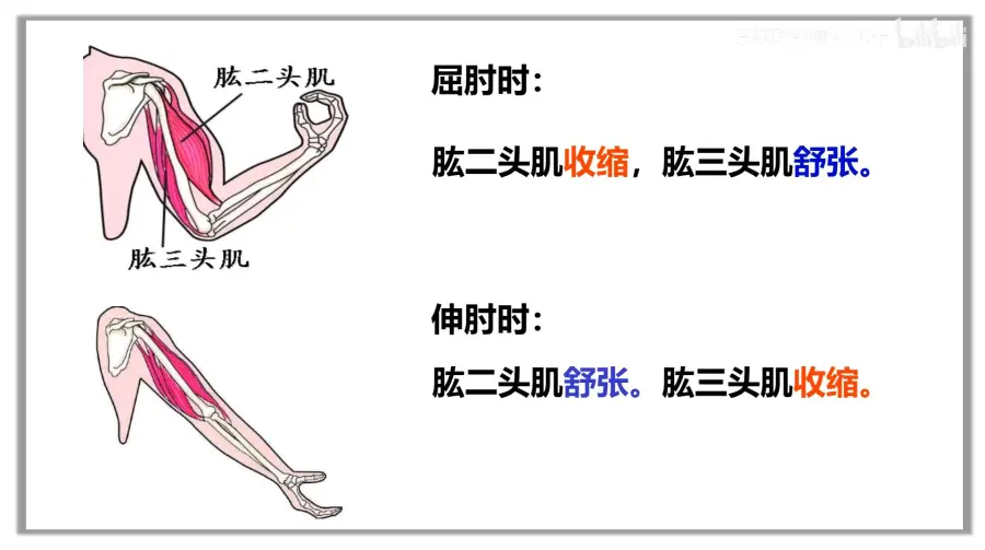 屈肘运动示意图图片