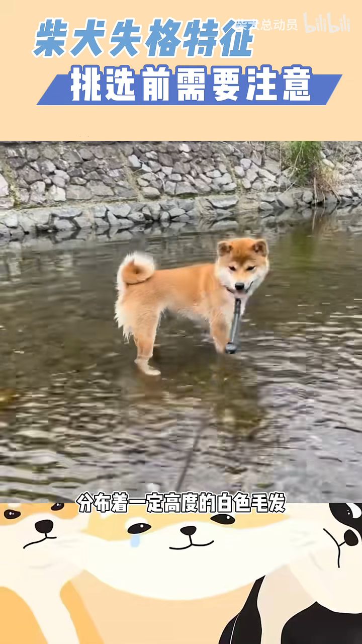 失格柴犬图片