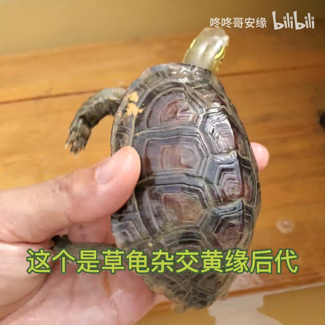 黄缘龟杂交草龟 - 哔哩哔哩