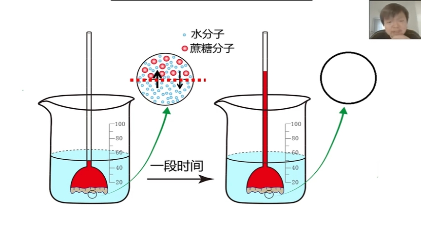 必修1第四章第1节 被动运输(第1课时)细胞的吸水和失水 - 哔哩哔哩
