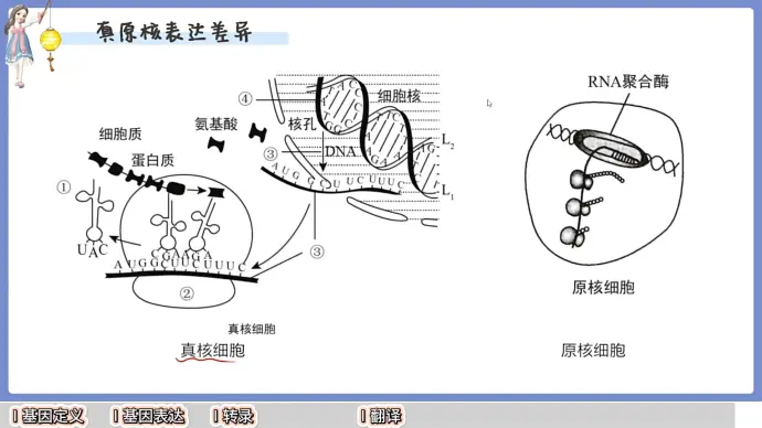 原核生物基因表达图片