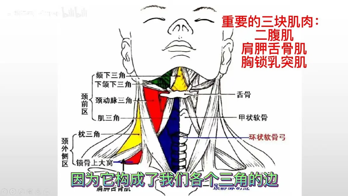 区两个三角下颌下三角里有一个下颌下腺副神经通过枕三角,锁骨上大窝